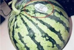 钦州网红吃瓜,揭秘当地美食背后的故事